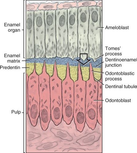 So Histology Of Oral Cavity Salivary Glands And Pharynx Flashcards