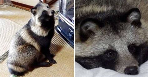 13 Crazy Facts About The Raccoon Dog