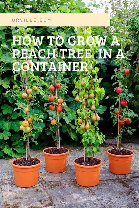 The Best Dwarf Fruit Trees To Grow In Pots Dwarf Fruit Trees Growing