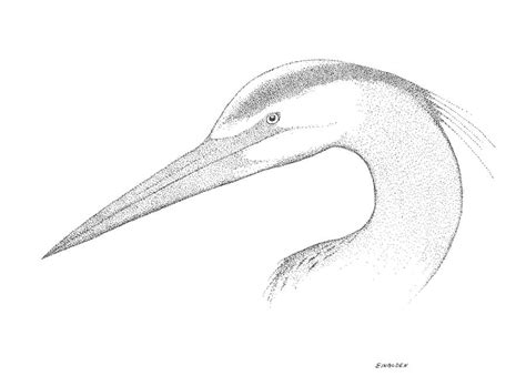 Great Blue Heron Drawing By Ed Einboden