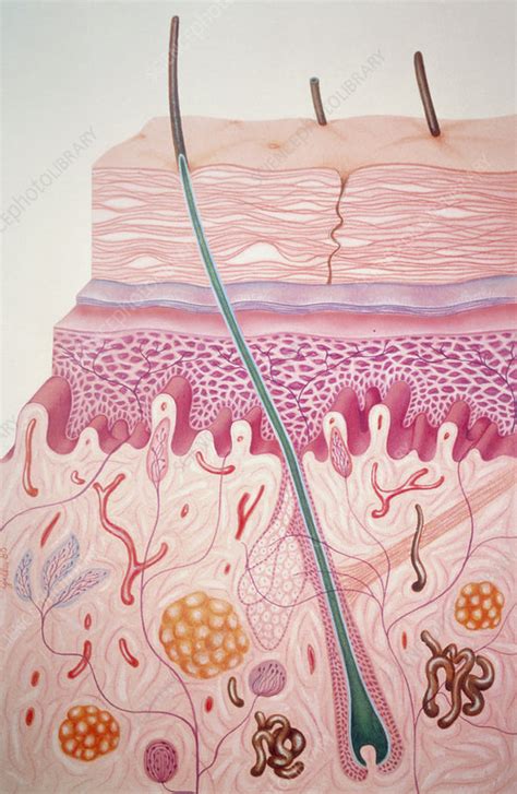 Skin Section Stock Image P7100318 Science Photo Library