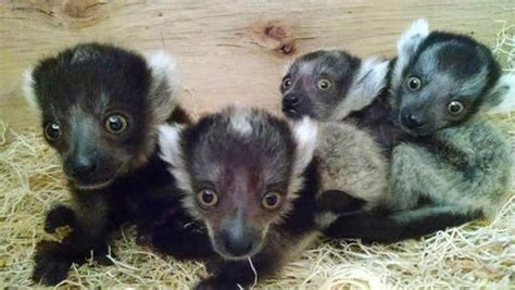 4 Lemur Babies First Time Mom Doing Well At Zoo