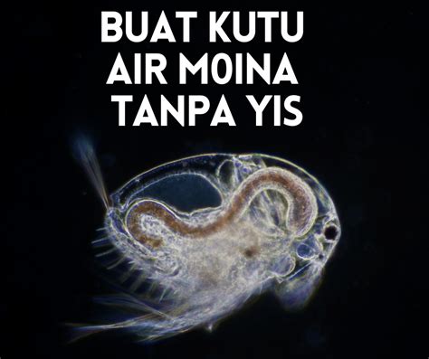 We did not find results for: Cara Buat Air Halia / Cara Buat Ikan Siakap Bakar Mewah ...