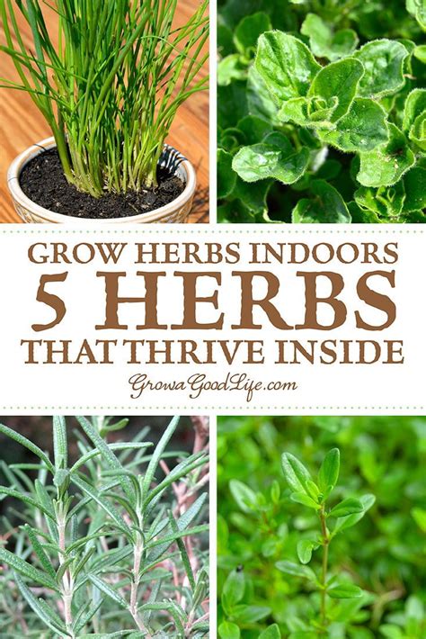 Grow Herbs Indoors 5 Herbs That Thrive Inside Diy Herb Garden