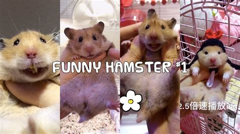 Tik Tok Funny Cute Hamster Will Make Your Day Chuột Hamster Đáng