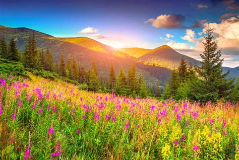 Colorful Summer Sunrise In Mountains With Pink Flowers Stock Photo