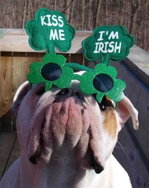 The Best Funny Pictures Of Todays Internet St Patricks Day Edition