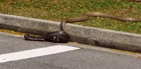 Video King Cobra Fighting A Python Caught On Camera Outdoorhub