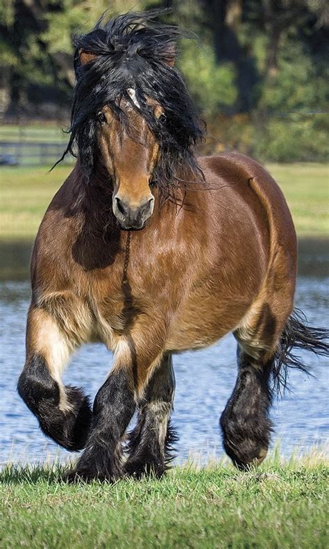 The Ardennes Horse Is One Of The Oldest Draft Horse Breeds Its