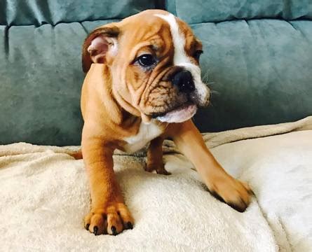 This pup is a descendant of the robust and athletic fighting dogs popular in england in the the dog bonds with owners and can get depressed if left alone for long periods. View Ad: Bulldog Puppy for Sale near South Carolina ...