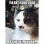 Hahaha  Funny Cat Pictures Pics Cats