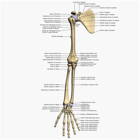 The radius and ulna together constitute the forearm. Bone Structure Arm Human Arm Bones Diagram Bones Arm ...