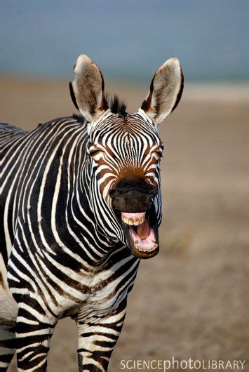 Zebras the relatives of horses having grey or black strips on overall white body are the animals that can be easily found in african countries such as namibia, south africa, angola, kenya and ethiopia. Mountain Zebra | Animal Wildlife