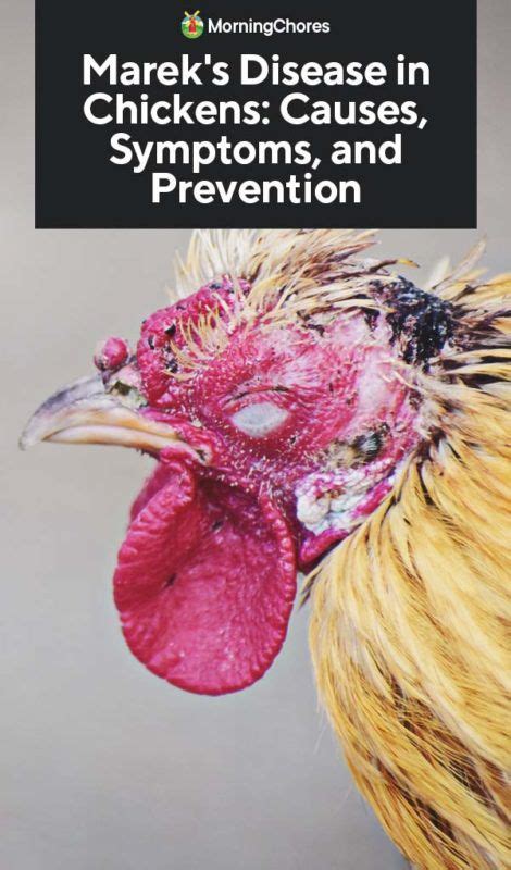 Mareks Disease In Chickens Causes Symptoms And Prevention Chicken