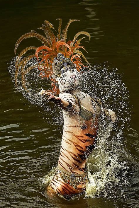 Psbattle Tiger In The Water Rphotoshopbattles