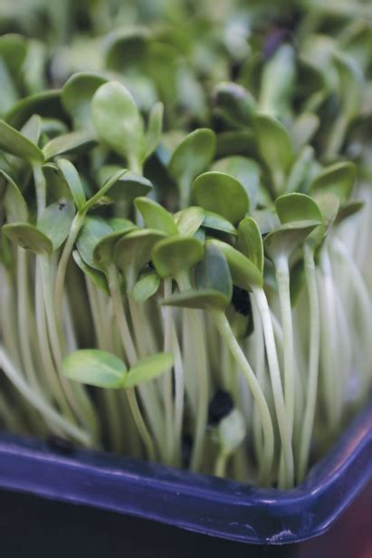 Spring Greens At Rising Pheasant Farms Edible Wow