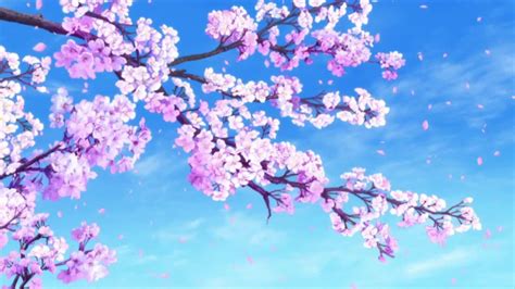 Anime Cherry Blossom 4k Wallpapers Top Free Anime Cherry Blossom 4k