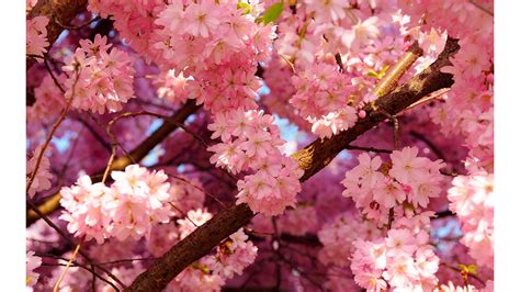 74 Spring Theme Wallpaper On Wallpapersafari