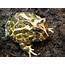 Horned Frog Pacman Care Sheet >> Amphibian