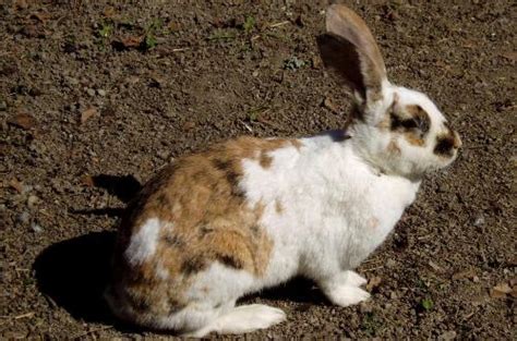 Gotland Rabbit A Unique Swedish Rabbit Breed