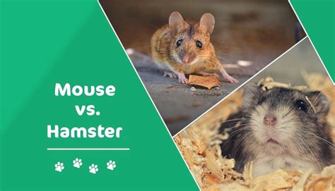 Hamster Vs Mouse Which Pet Should You Get With Pictures Pet Keen
