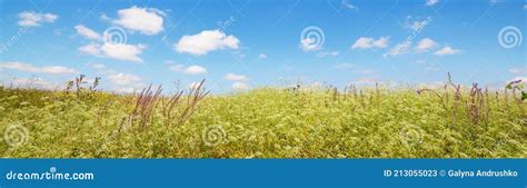 Summer Meadow Banner Stock Image Image Of Floral Nature 213055023