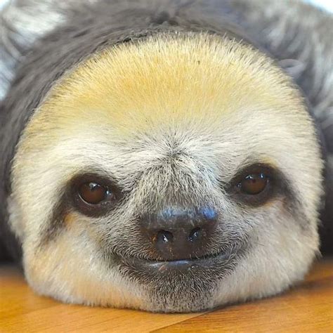 Just 15 Silly Photos Of Smiling Sloths To Cheer You Up Cute Sloth