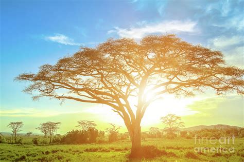 Serengeti Acacia Tree At Sunrise Photograph By Benny Marty Pixels
