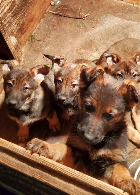 The best german shepherd puppies come from breeders, animal shelters, or rescuers. German Shepherd Puppies For Sale | East Freetown, MA #321167