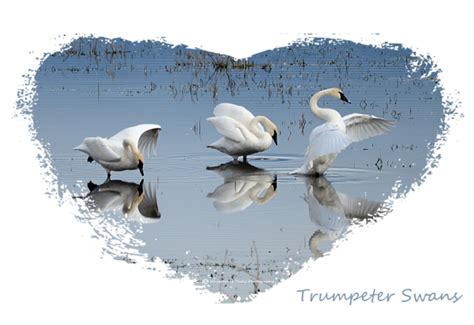 Dance Of The Trumpeters 4 Throw Pillow for Sale by Whispering Peaks Photography