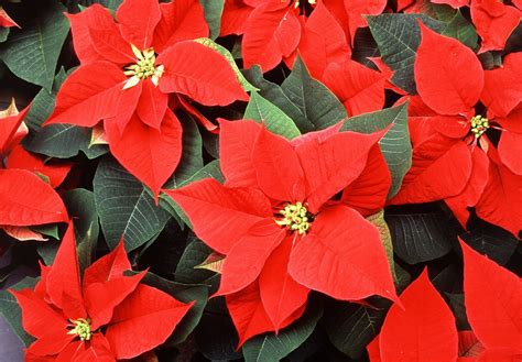 History Of The Poinsettia The Christmas Flower Bill Petro