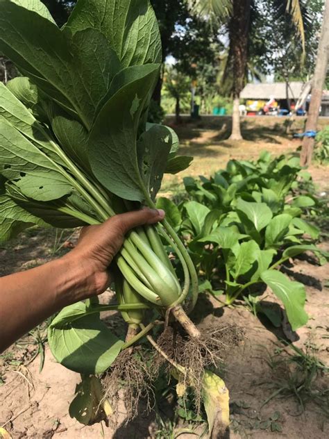 Learn How To Cook Thai Food In An Organic Farm With Market Tour In