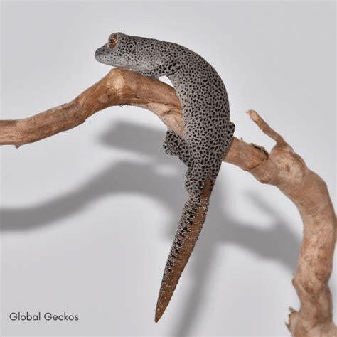 Golden Tailed Gecko Glst22 Uk
