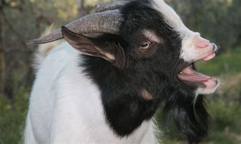 What Sound Does A Goat Make Helpful Content With Photos Goat Owner