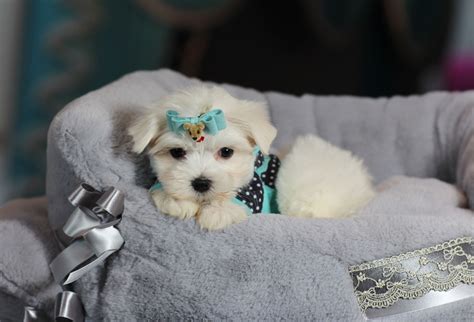 ♥♥♥ Teacup Maltese ♥♥♥ Bring This Perfect Baby Home Today Call