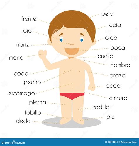 Human Body Parts Vocabulary In Spanish Vector Illustration