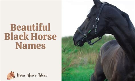 250 Beautiful Black Horse Names With Meanings