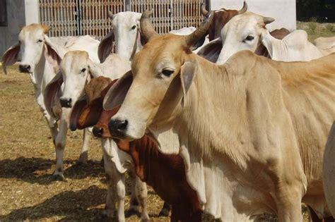 American brahman calf about thirty minutes old in this picture. Registered Brahman cattle and calves for sale Cattle ...