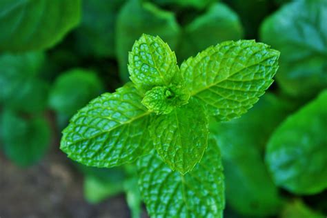 Mint Leaves Free Stock Photo Public Domain Pictures