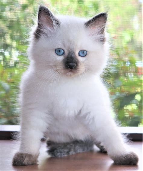 Ragdoll Cats For Sale San Diego Ca 262815 Petzlover