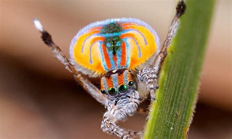 The Secret Of The Incredible Rainbow Spider Revealed Daily Mail Online