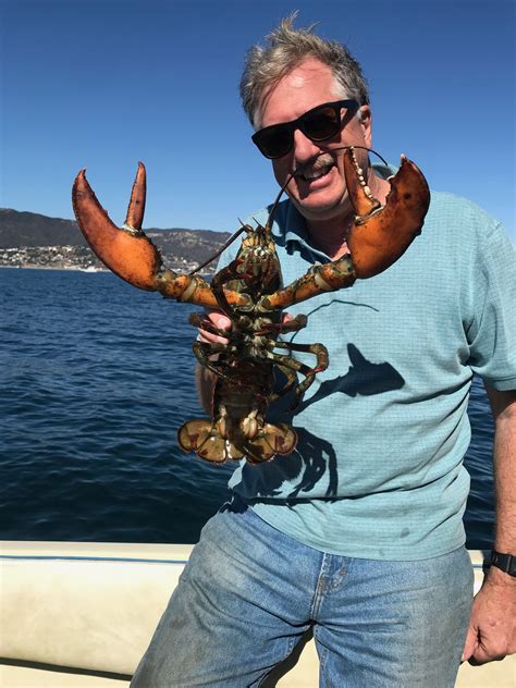 Diver Finds Maine Lobster Off Southern California Waters Daily Breeze