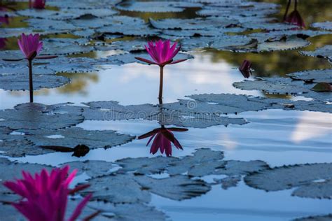 Water Lilies On A Pond Stock Photo Image Of Fragrant 110791498