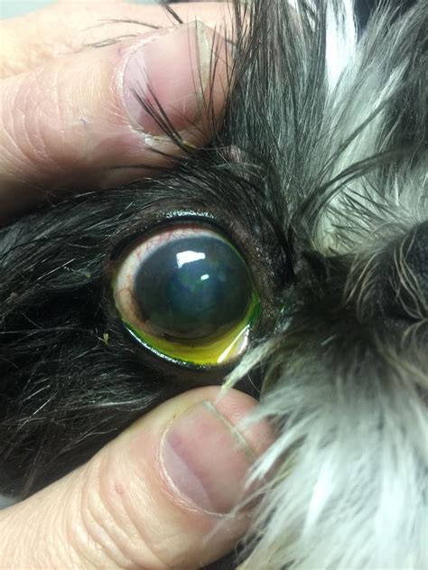 It could be a corneal ulcer. corneal ulcer (With images) | Cat eye problems, Dog cat ...