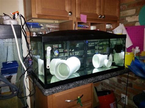 Setting Up A Quarantine Tank And How To Quarantine Fish A Guide
