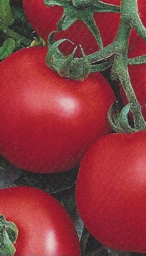 Bulk Early Choice Hybrid Tomato Seeds — Seeds N Such