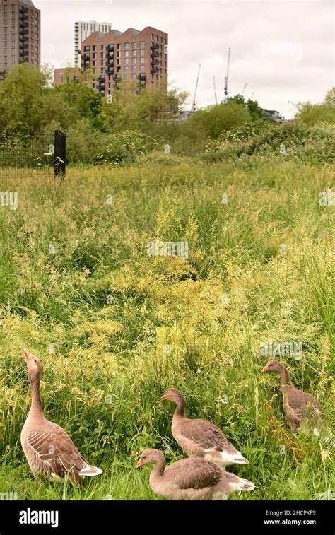 Geese In The Urban Walthamstow Wetlands Parks London Uk Stock Photo