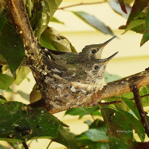 Two Hummingbird Babies In A Nest 2 Photograph By Xueling Zou