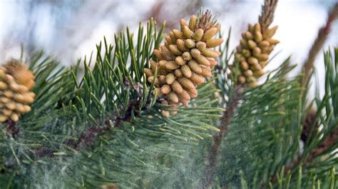 50 Unbelievable Benefits Of Pine Pollen Ultimate Guide 2023