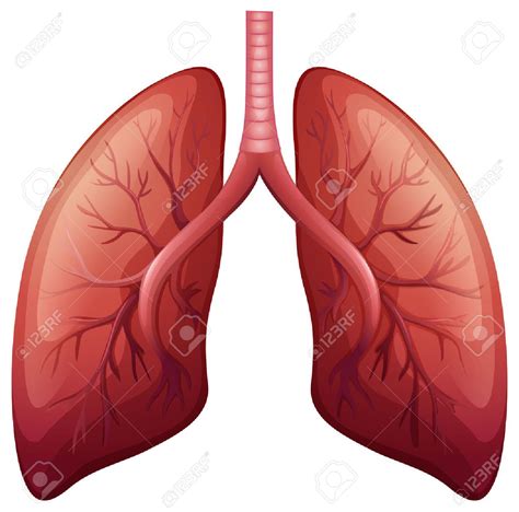 Free Lung Clipart 10 Free Cliparts Download Images On Clipground 2023